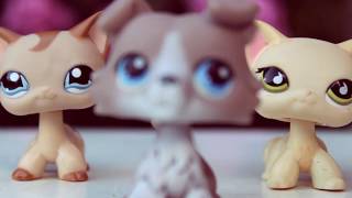 brunettes do it better | lps mv