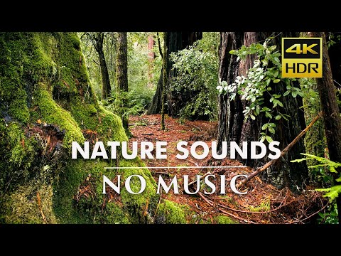 Redwood Forests 4K | Tranquil Nature Sounds • Beautiful Nature • Stress Relief • Meditation