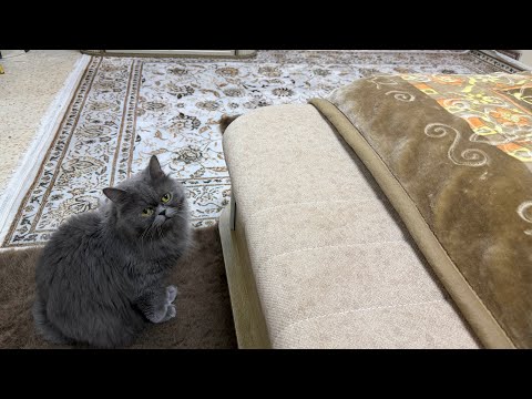 Vamos a colocar las alfombras que ya llegamos