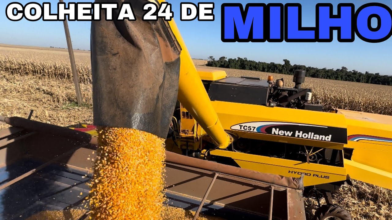 COLHEITA DO MILHO SAFRINHA 2024, FILA NA COOPERATIVA ATRASANDO TUDO