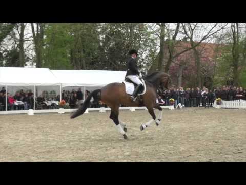 Horse Tivi - Elfenzauber
