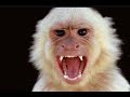 Conor McGregor Monkey Goes Crazy Steals Chips