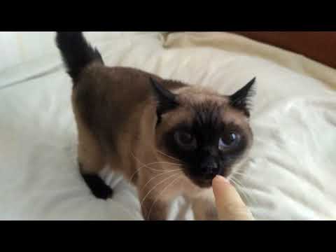 Чоткий Страшный III. Music edition