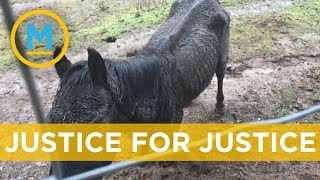 Horse named Justice suing its former owner could set important precedent | Your Morning