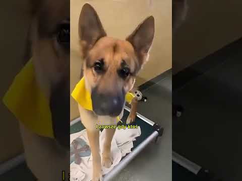 Ten pies marzy o adopcji