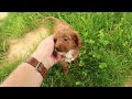 Cavapoo dogs for sale: Natasha - Video 1