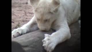 lions blancs zoo d'Amnéville...24  09  2016