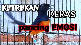 Download lagu KETREKAN KERAS MURAI FIGHTER SULUT EMOSI mp3