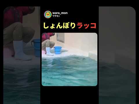 しょんぼり ラッコ