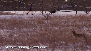 preview picture of video '2/17/2015 Coyotes hunting in the Denver Suburb of Broomfield, Colorado'