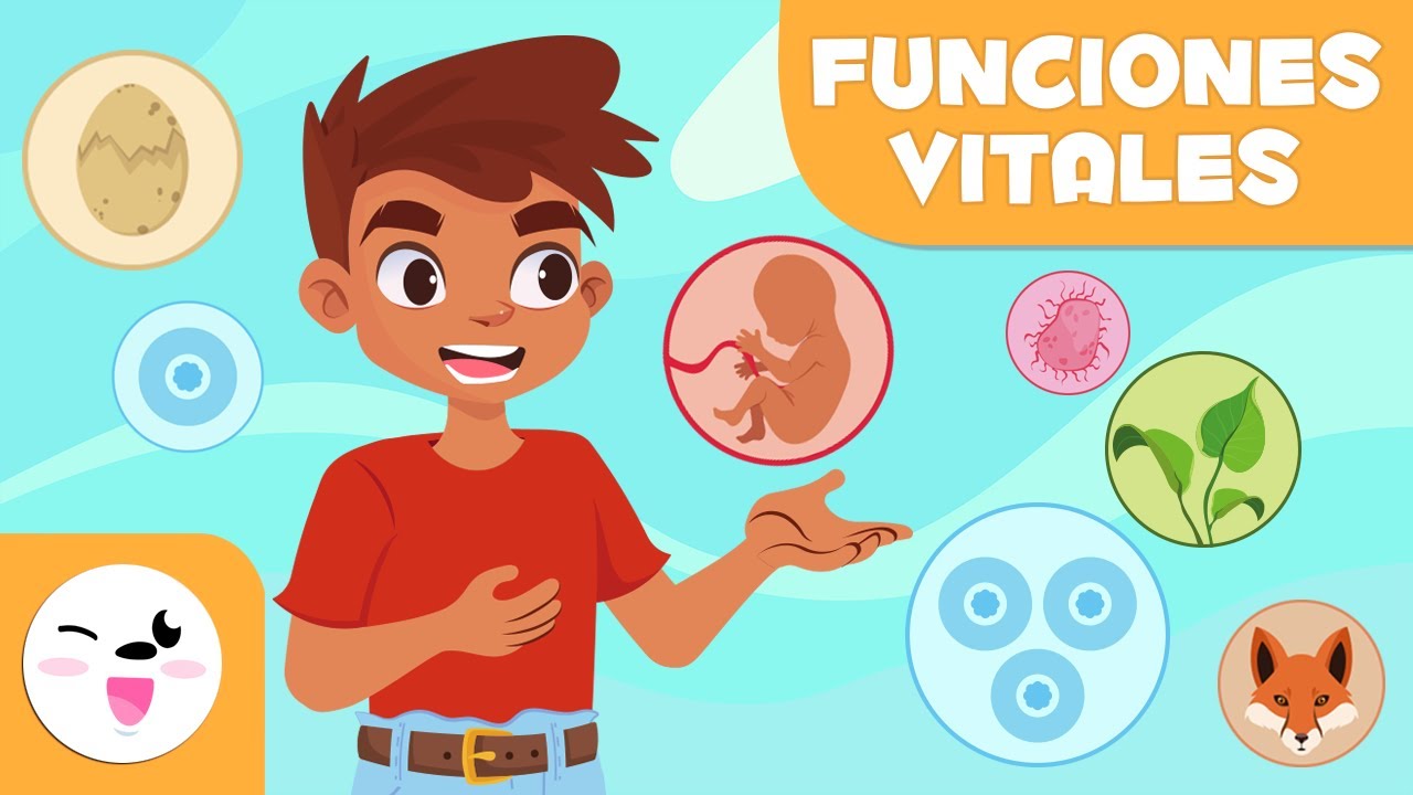 Las FUNCIONES VITALES de los SERES VIVOS - Relación, nutrición y reproducción - Ciencias para niños
