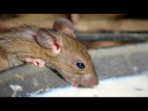 Make Rats & Mice Disappear in 1 Minute Without Poison or Traps