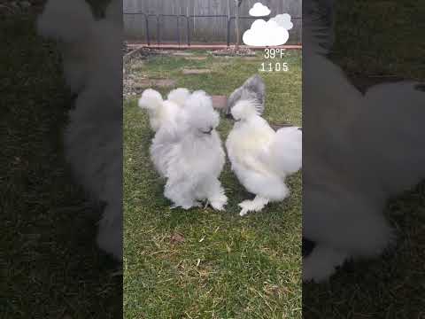 silkie chicken | day of Eggdom #chicken #chicks #hen #silkies #silkiechicken #silkiesquad
