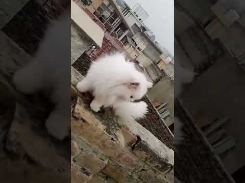 Long coat persian cat /This is 4 coat