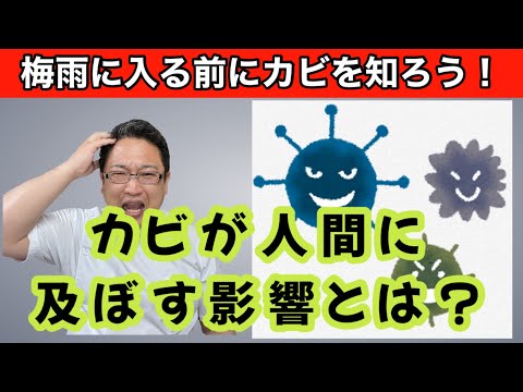 堆肥中のカビ：不快な影響を避けるには？  庭園