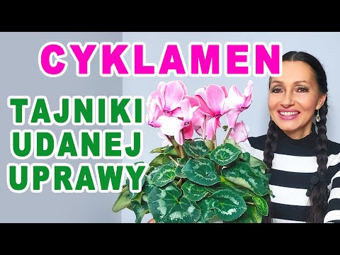 How to Grow Cyclamen Persian as a Perennial
