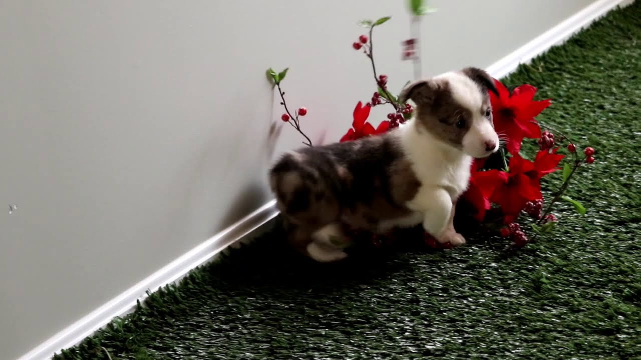 Welsh Corgi Puppies For Sale