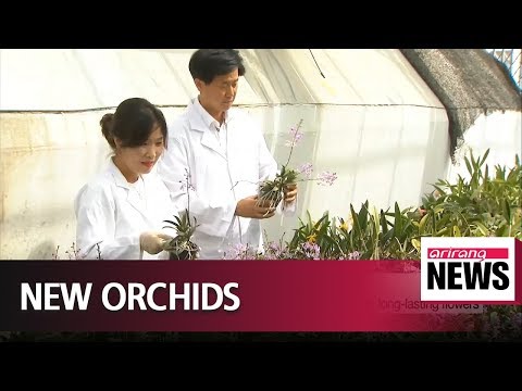 Korean researchers develop new orchid species with long-lasting flowers