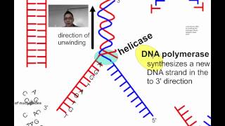 DNA Replication SL (IB Biology)