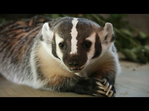 Meet Uki, the North American badger