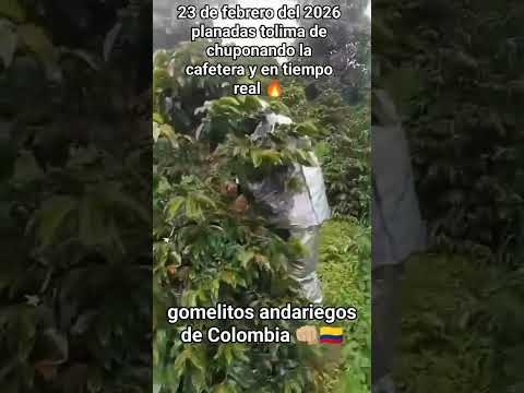 Planadas, en Tolima, cuenta con aproximadamente entre 14 mil y 15 mil hectáreas sembradas en café.