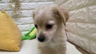 ハーフ犬の動画01