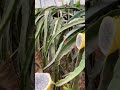 How To Cut Yellow Dragon Fruit Fresh Fruit Cutting In My Farm