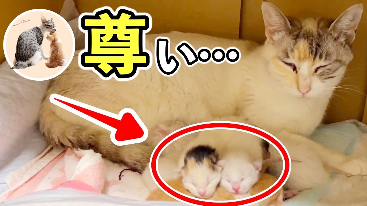 溢れんばかりの愛情を注ぐ授乳ママ猫の1日