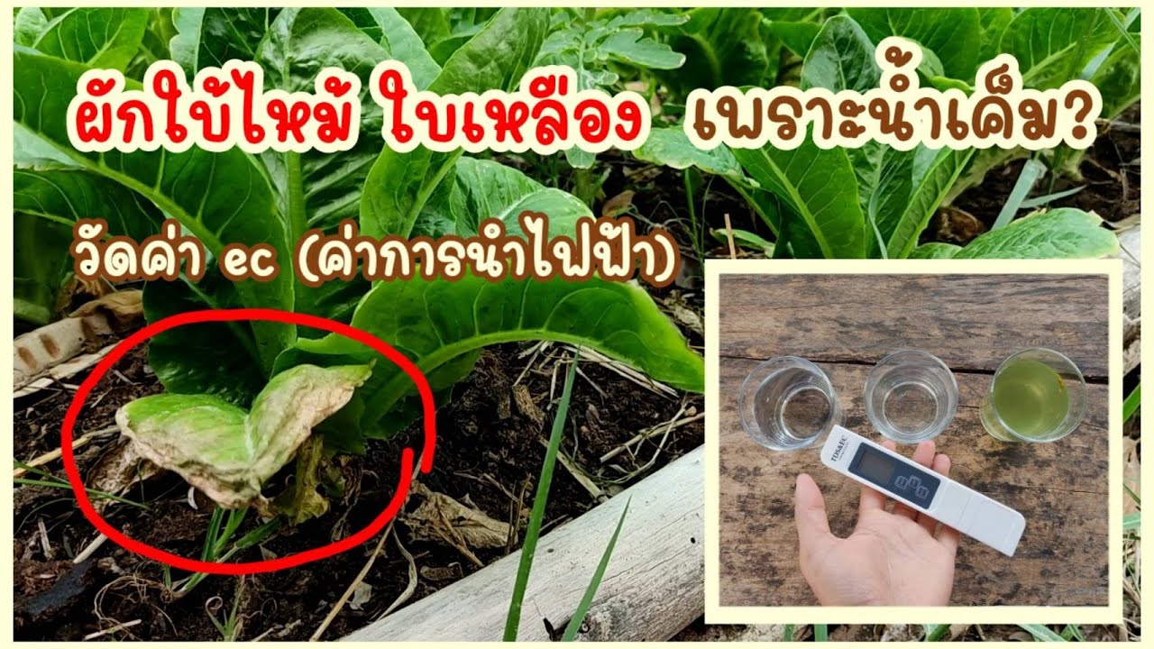 วิธีใช้เครื่องวัดคุณภาพน้ำ ค่าการนำไฟฟ้า (ค่า EC) ค่าความบริสุทธิ์ (ค่าDST)