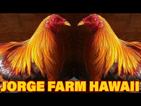 Nice Birds Roundhead Albany Brownred JORGE FARM HAWAII