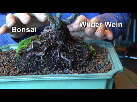 Bonsai wilder Wein im Winter, alte Schale DIY lebt draußen und warum ist alles plötzlich anders
