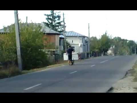 MANCARICA LIVREAZA UN FRIGIDER LA MIROSI