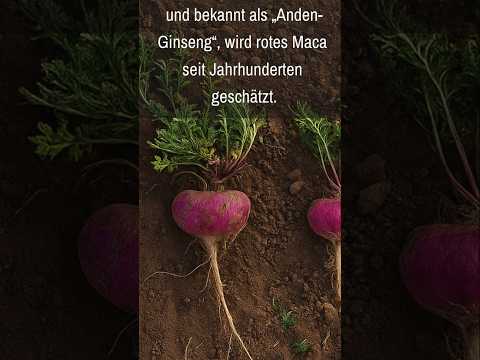 Maca Rot Wirkung auf Libido #maca #libido  #bionutra