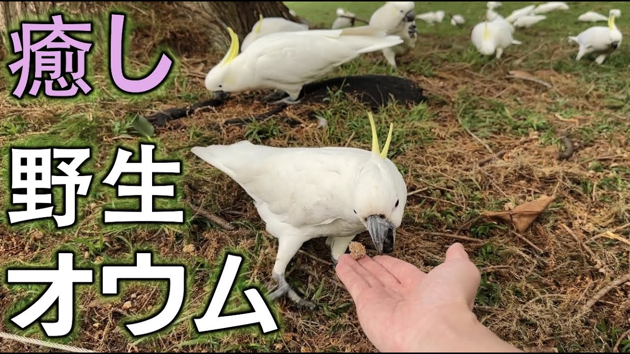 【野生オウムと戯れる】ぜひ癒されていください🦜
