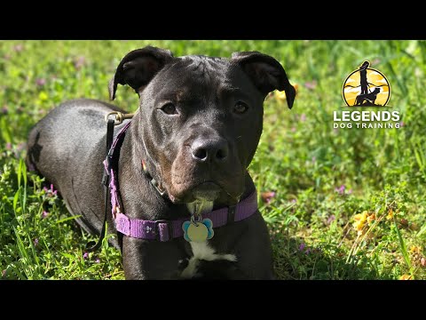 Dog Reactivity
