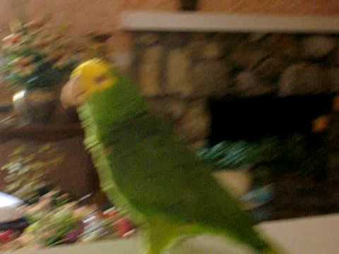 Cosmo The Parrot - Low (Flo Rida) Part 2