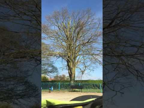 Tree work videos album cover