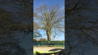 Album cover: Tree work videos