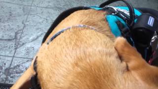 Service dog calming handler after a trigger