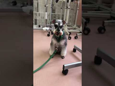 シュナウザー – 美容が必要なスポーティな馬愛好家