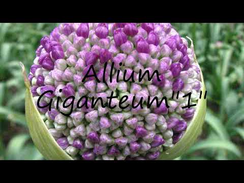 How to pronounce Allium Giganteum"1" in Dutch?