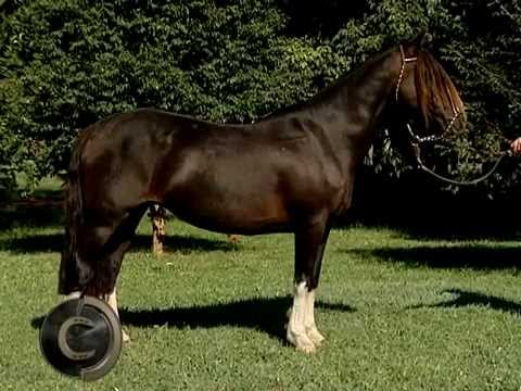 Beauty and function in the Itapororó and Santa Marta Remate