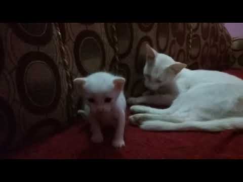Cats baby