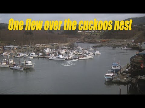 One flew over the Cuckoo's nest Explained by an idiot