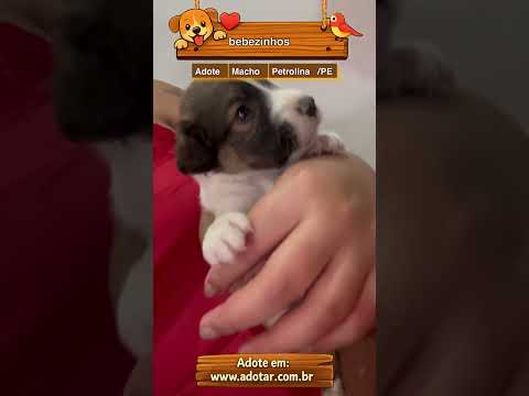 Vídeo de bebezinhos 