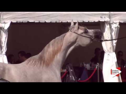 N.128 ARISTO OS - Bruges 2015 International - Yearling Colts (Class 102B)