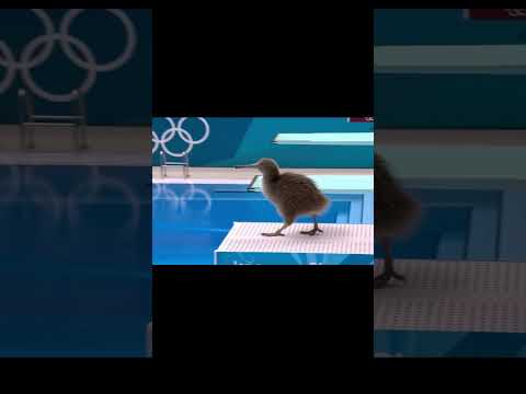 Kiwi Bird Dives into a pool  #animation #animals #shorts #olympics #diving #kiwi