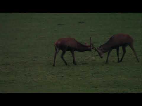 2017 Brame, combat de cerfs durée 2'