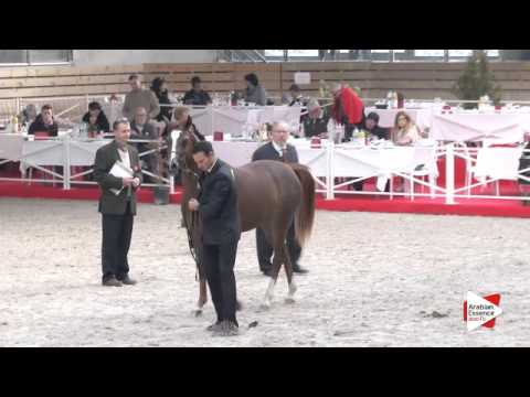 N.27 D NASHWA - DEAUVILLE 2015 - Fillies 2 years old (Class 2)