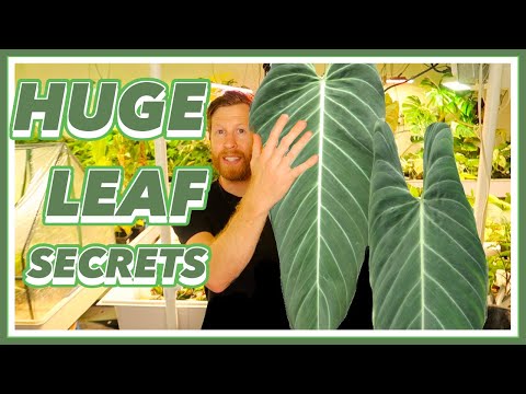 The SECRET to LARGE Philodendron Leaves | CHOP & DROP Method